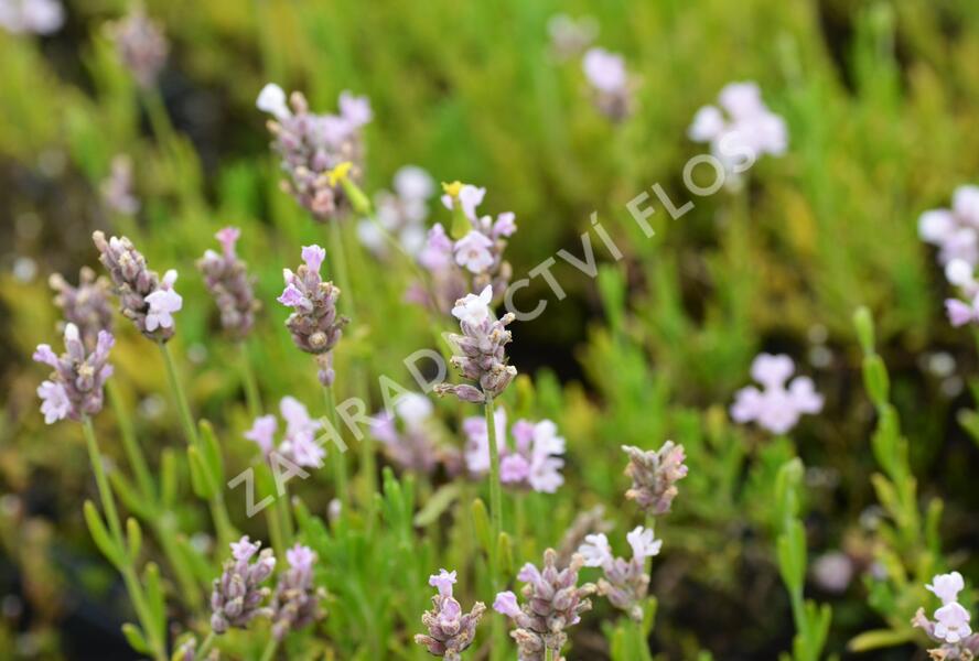 Levandule úzkolistá 'Ellagance Pink' - Lavandula angustifolia 'Ellagance Pink'