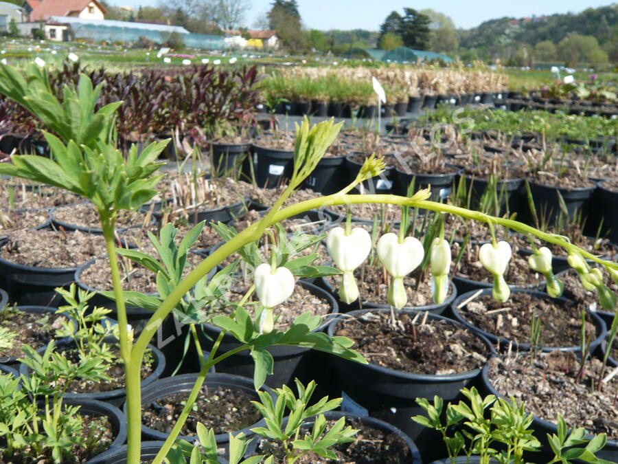 Srdcovka nádherná 'Alba' - Dicentra spectabilis 'Alba'