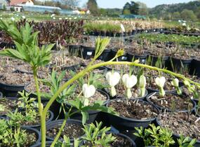 Srdcovka nádherná 'Alba' - Dicentra spectabilis 'Alba'