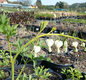 Srdcovka nádherná 'Alba' - Dicentra spectabilis 'Alba'