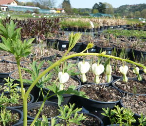 Srdcovka nádherná 'Alba' - Dicentra spectabilis 'Alba'