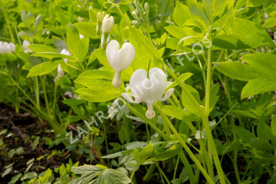 Srdcovka nádherná 'Alba' - Dicentra spectabilis 'Alba'