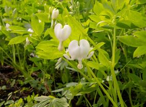 Srdcovka nádherná 'Alba' - Dicentra spectabilis 'Alba'