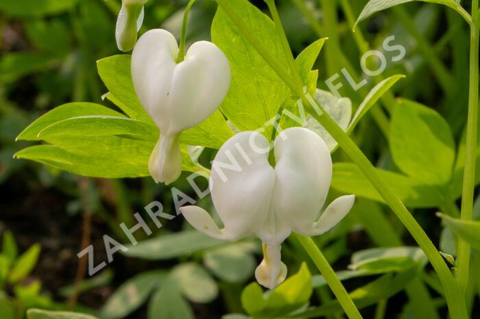 Srdcovka nádherná 'Alba' - Dicentra spectabilis 'Alba'