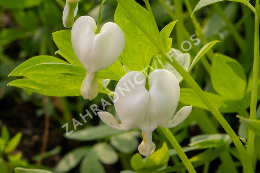 Srdcovka nádherná 'Alba' - Dicentra spectabilis 'Alba'