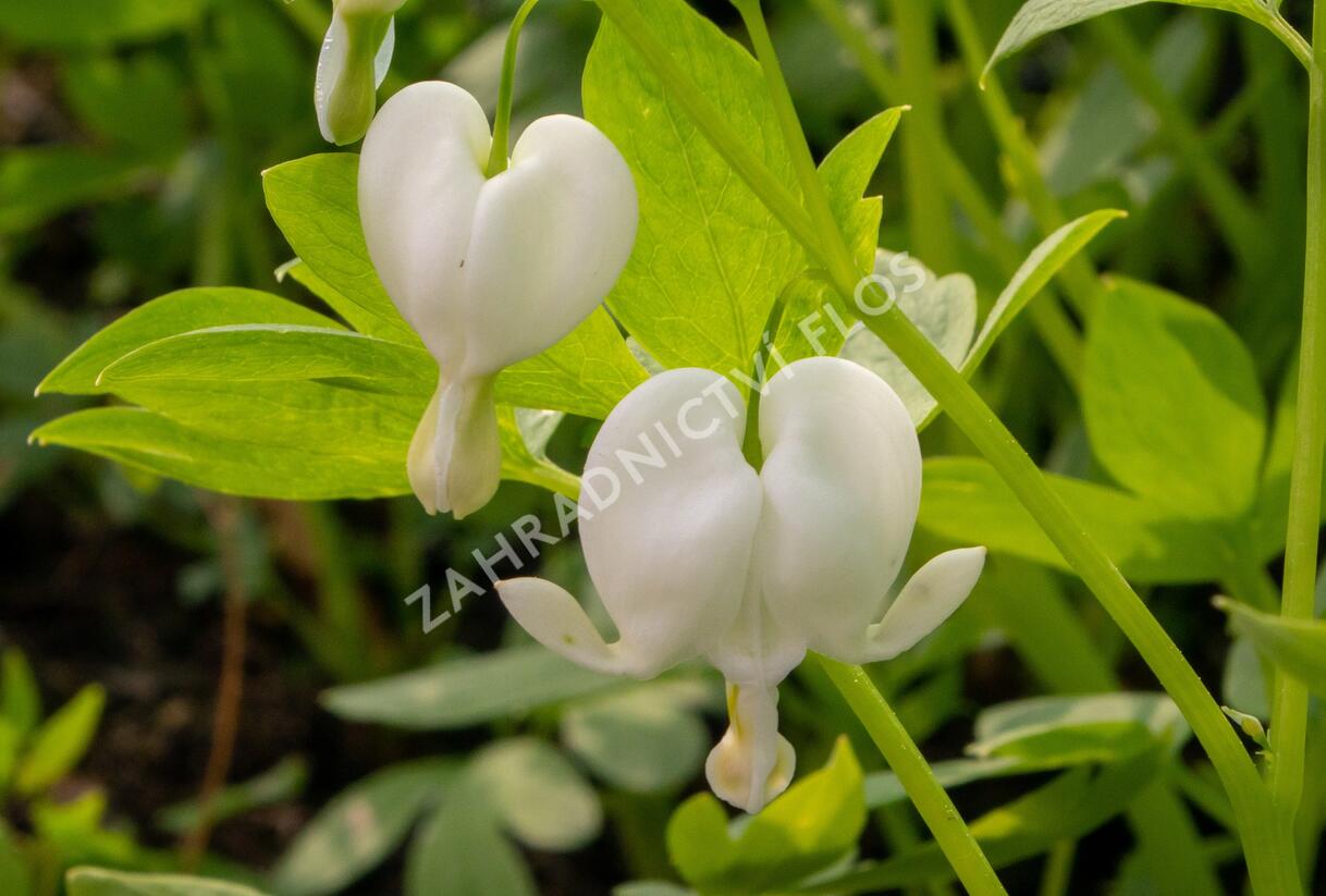 Srdcovka nádherná 'Alba' - Dicentra spectabilis 'Alba'