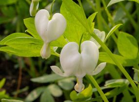 Srdcovka nádherná 'Alba' - Dicentra spectabilis 'Alba'