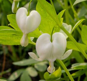 Srdcovka nádherná 'Alba' - Dicentra spectabilis 'Alba'