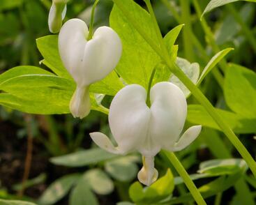 Srdcovka nádherná 'Alba'