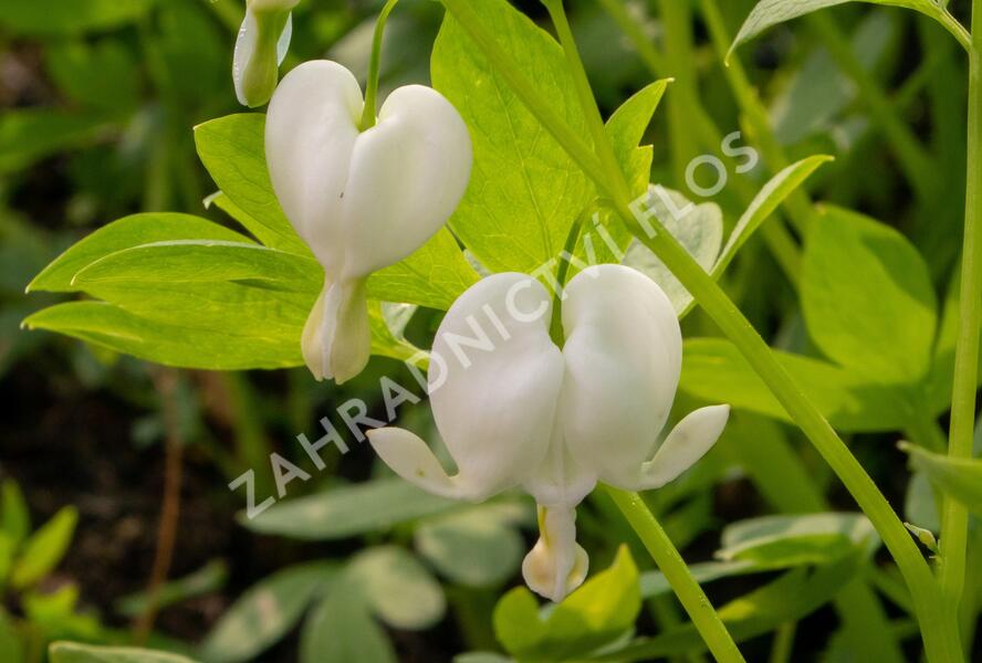 Srdcovka nádherná 'Alba' - Dicentra spectabilis 'Alba'