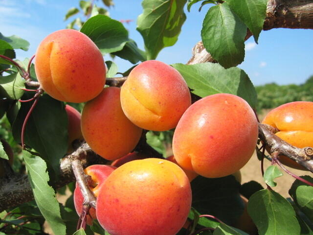 Meruňka velmi raná 'Leskora' - Prunus armeniaca 'Leskora'