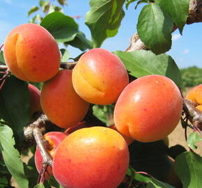 Meruňka velmi raná 'Leskora' - Prunus armeniaca 'Leskora'