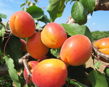 Meruňka velmi raná 'Leskora'