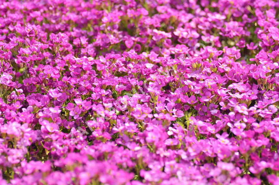 Huseník kavkazský 'Little Treasure Deep Rose' - Arabis caucasica 'Little Treasure Deep Rose'