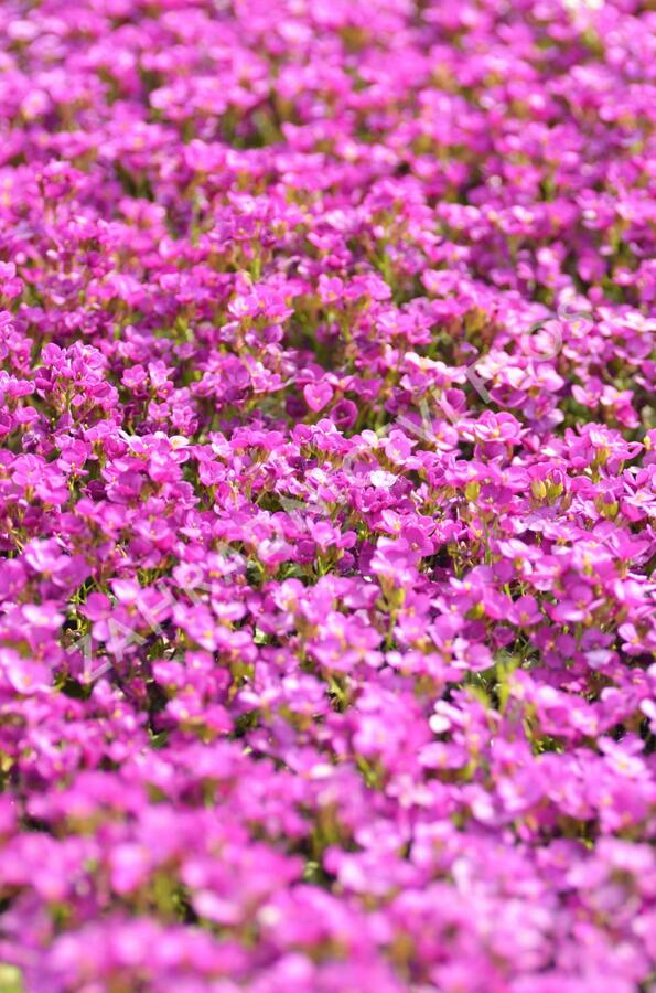 Huseník kavkazský 'Little Treasure Deep Rose' - Arabis caucasica 'Little Treasure Deep Rose'