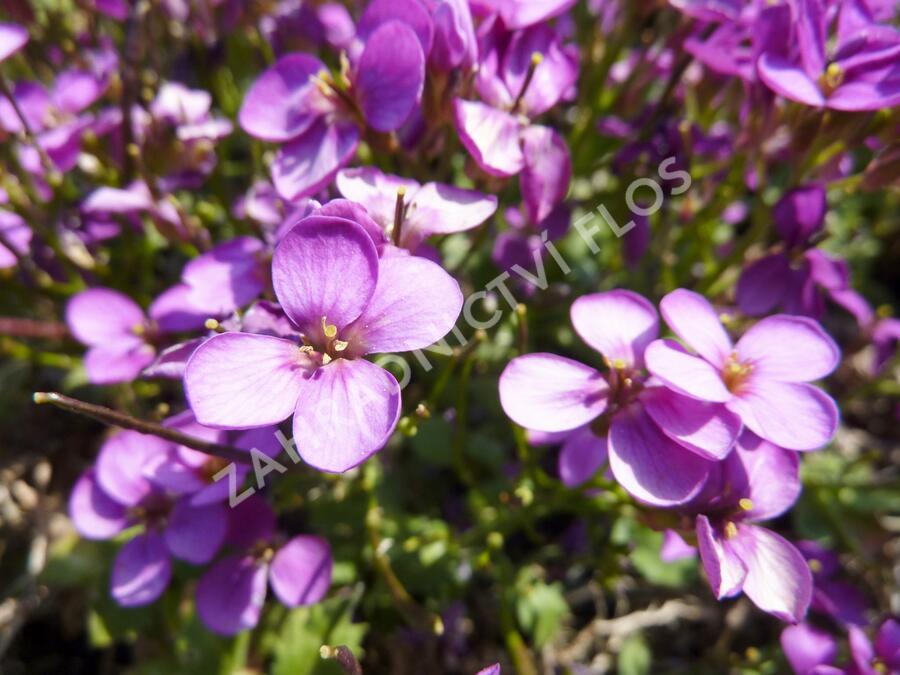 Huseník kavkazský 'Little Treasure Deep Rose' - Arabis caucasica 'Little Treasure Deep Rose'