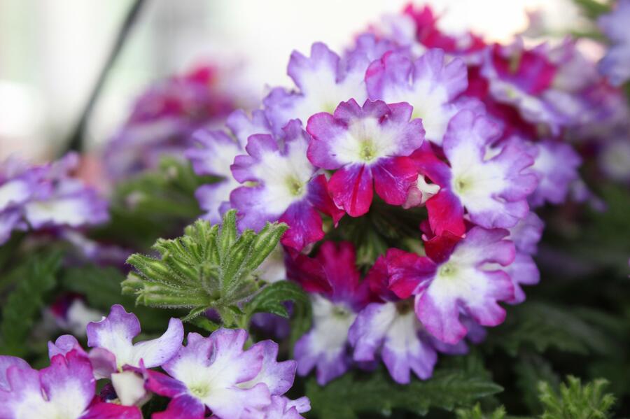 Verbena, sporýš 'Wicked Magenta' - Verbena hybrida 'Wicked Magenta'