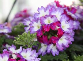 Sporýš 'Wicked Magenta' - Verbena hybrida 'Wicked Magenta'
