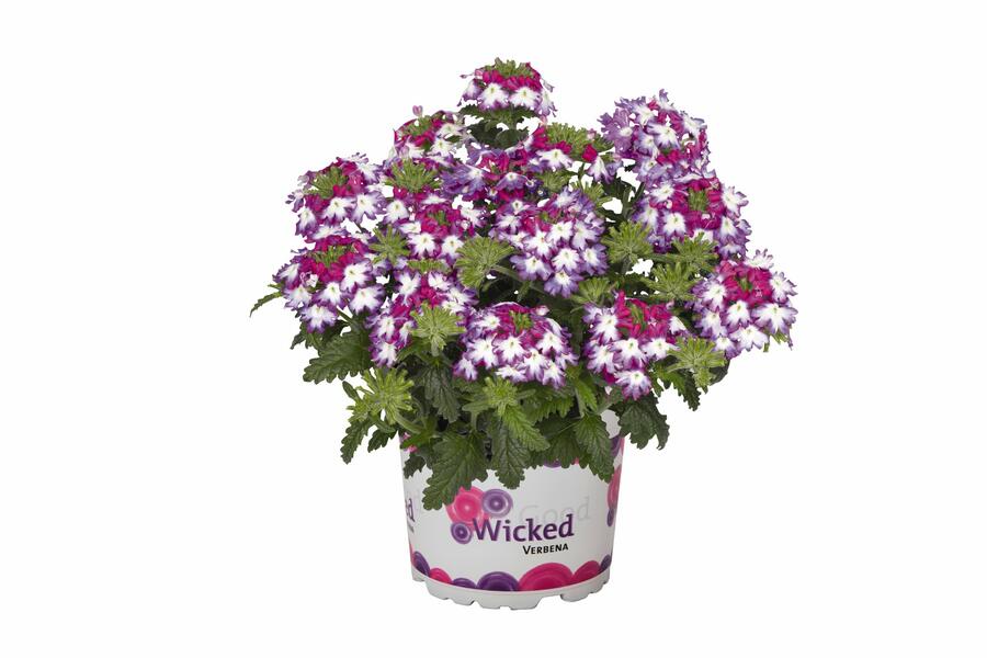 Verbena, sporýš 'Wicked Magenta' - Verbena hybrida 'Wicked Magenta'