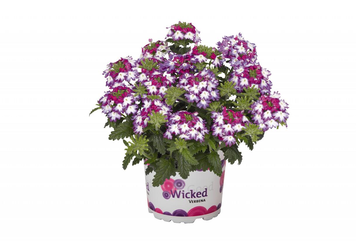 Sporýš 'Wicked Magenta' - Verbena hybrida 'Wicked Magenta'