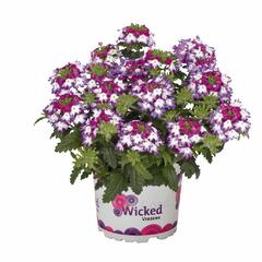 Verbena, sporýš 'Wicked Magenta' - Verbena hybrida 'Wicked Magenta'
