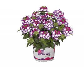 Sporýš 'Wicked Magenta'