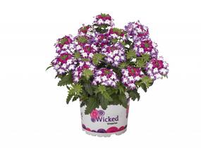 Sporýš 'Wicked Magenta' - Verbena hybrida 'Wicked Magenta'