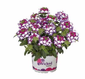 Verbena, sporýš 'Wicked Magenta' - Verbena hybrida 'Wicked Magenta'