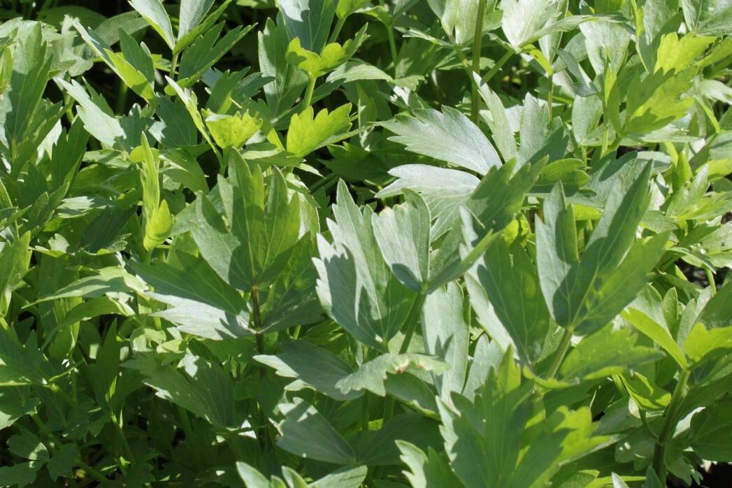 Libeček lékařský 'Verino' - Levisticum officinale 'Verino'