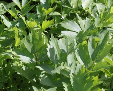 Libeček lékařský 'Verino'