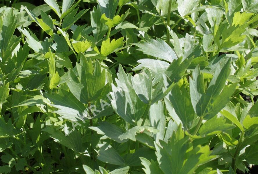 Libeček lékařský 'Verino' - Levisticum officinale 'Verino'