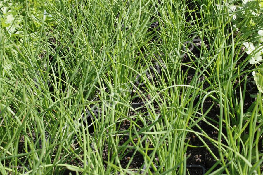 Pažitka čínská 'Neko' - Allium tuberosum 'Neko'