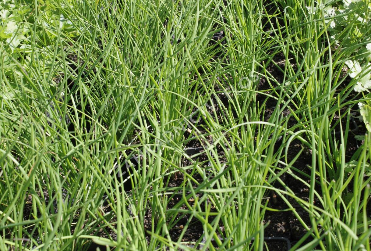 Pažitka čínská 'Neko' - Allium tuberosum 'Neko'