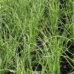 Pažitka čínská 'Neko' - Allium tuberosum 'Neko'