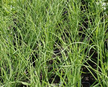 Pažitka čínská 'Neko'