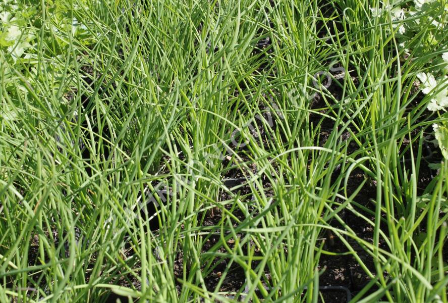 Pažitka čínská 'Neko' - Allium tuberosum 'Neko'