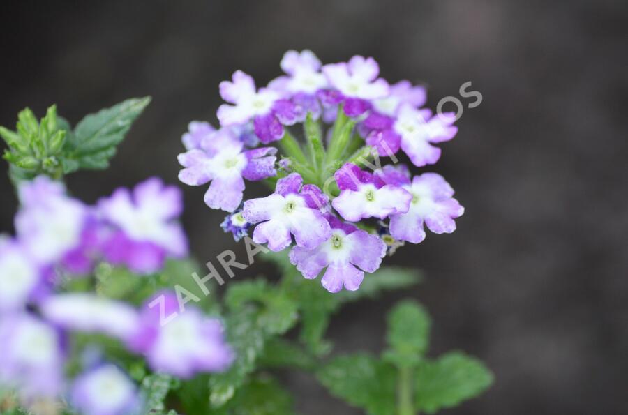 Verbena, sporýš 'Tricolor II' - Verbena 'Tricolor II'