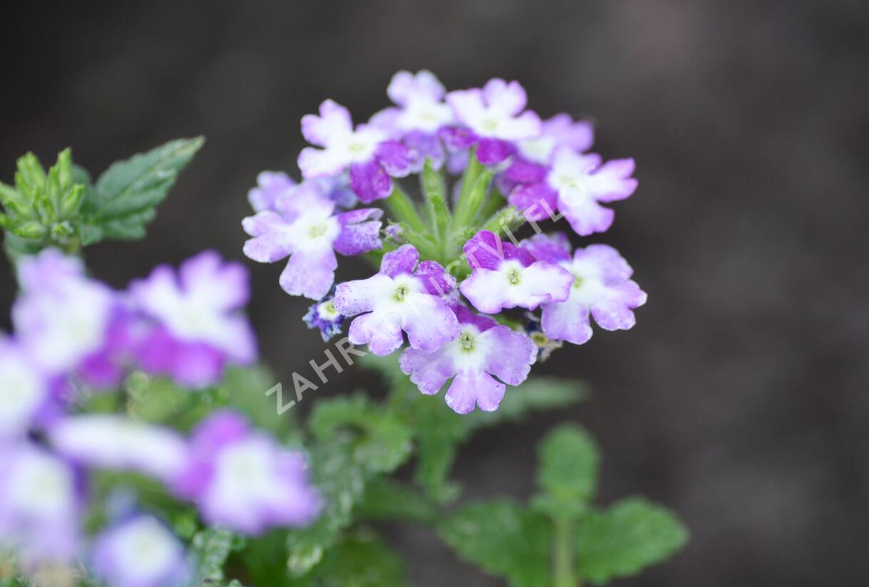 Sporýš 'Tricolor II' - Verbena 'Tricolor II'