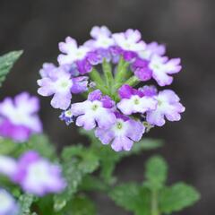 Verbena, sporýš 'Tricolor II' - Verbena 'Tricolor II'