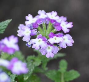 Verbena, sporýš 'Tricolor II' - Verbena 'Tricolor II'