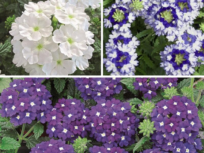 Verbena, sporýš 'Tricolor II' - Verbena 'Tricolor II'