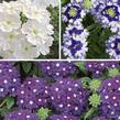 Verbena, sporýš 'Tricolor II' - Verbena 'Tricolor II'