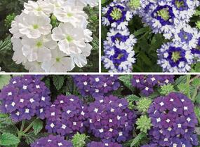 Sporýš 'Tricolor II' - Verbena 'Tricolor II'