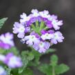 Verbena, sporýš 'Tricolor I' - Verbena 'Tricolor I'