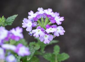 Sporýš 'Tricolor I' - Verbena 'Tricolor I'
