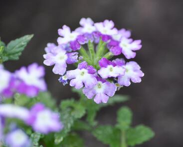 Sporýš 'Tricolor I'