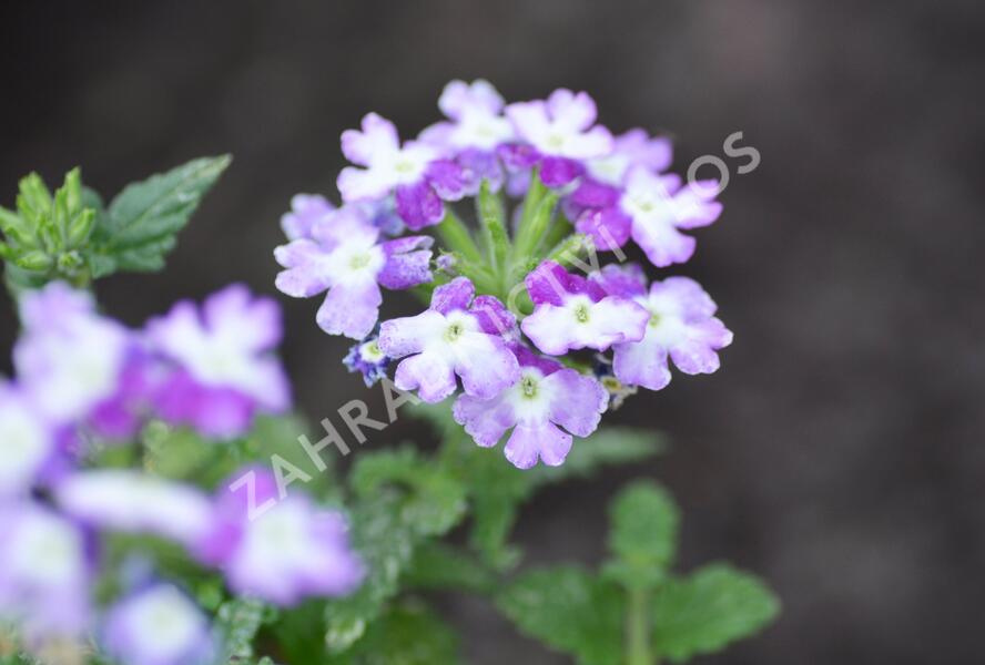 Sporýš 'Tricolor I' - Verbena 'Tricolor I'
