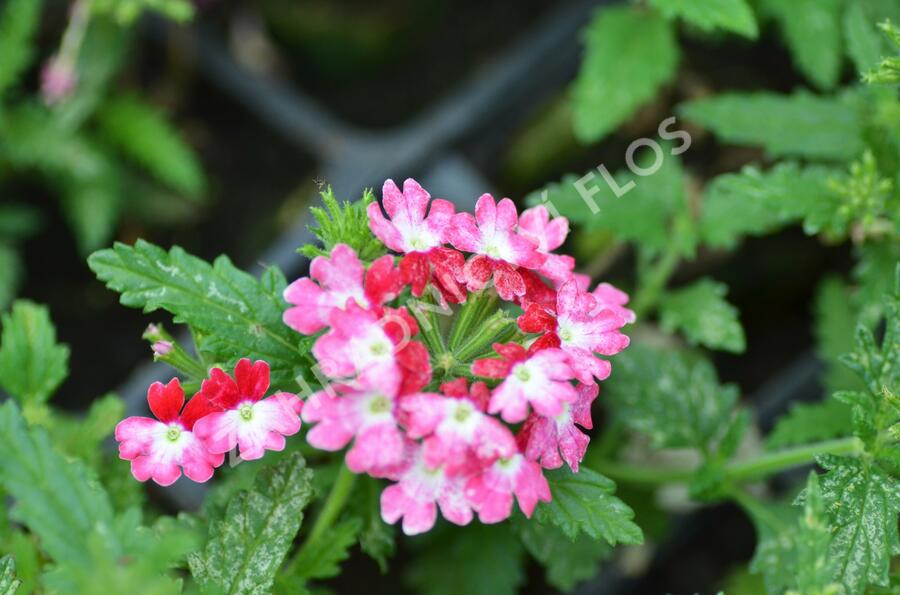 Verbena, sporýš 'Tricolor I' - Verbena 'Tricolor I'