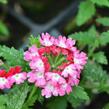 Verbena, sporýš 'Tricolor I' - Verbena 'Tricolor I'