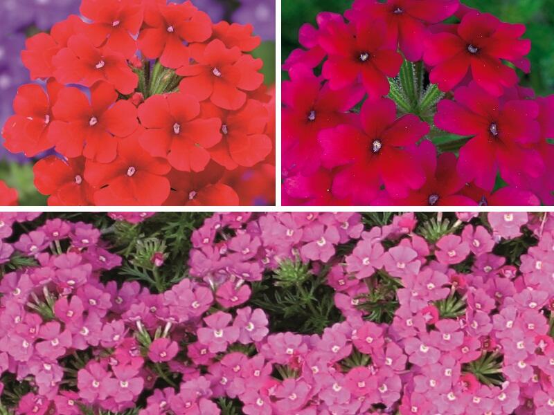 Verbena, sporýš 'Tricolor I' - Verbena 'Tricolor I'